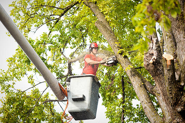 Best Storm Damage Tree Cleanup  in North Pole, AK