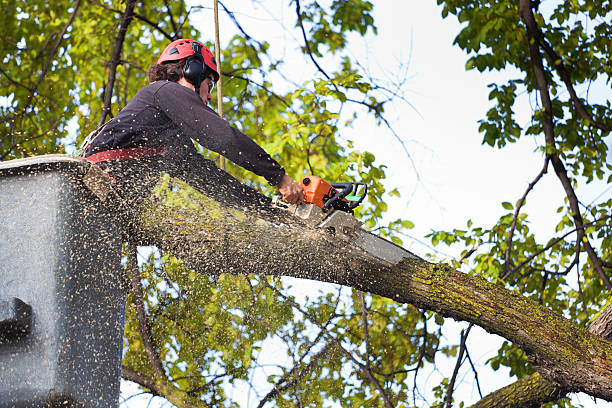 Best Hazardous Tree Removal  in North Pole, AK